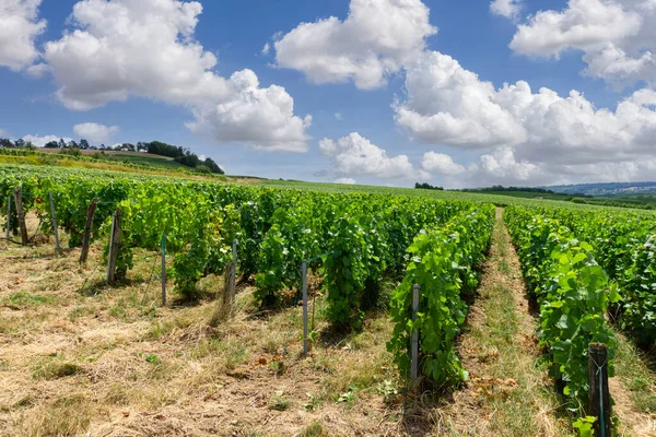 Los Viñedos Champagne Montagne Reims Reims Francia Vid Fila Uvas —  Fotos de Stock