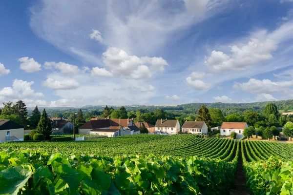 Los Viñedos Champagne Montagne Reims Reims Francia Vid Fila Uvas —  Fotos de Stock