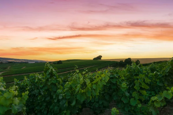 Los Viñedos Champagne Montagne Reims Reims Francia Vid Fila Uvas —  Fotos de Stock