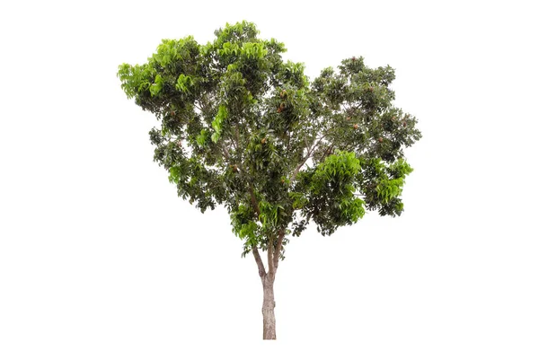 Clipping Path Large Green Tree Isolated White Background — Stock Photo, Image