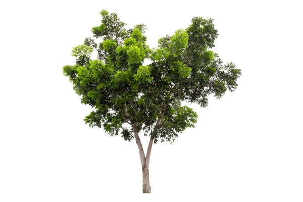 Clipping Path Large Green Tree Isolated White Background — Stock Photo, Image
