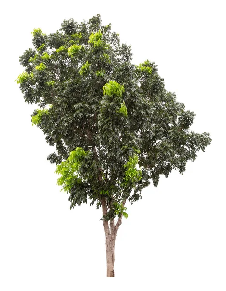 Caminho Recorte Uma Grande Árvore Verde Isolada Fundo Branco — Fotografia de Stock