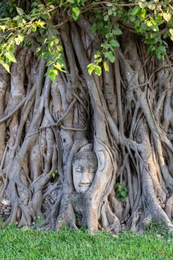 Tayland 'ın Ayutthaya ilindeki Wat Mahathat ağaç köklerindeki Buda heykelinin başı..