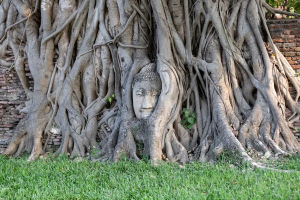 Hlava Sochy Buddhy Kořenech Stromů Wat Mahathat Provincii Ayutthaya Thajsko — Stock fotografie