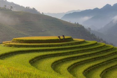 Yağmur mevsiminde Mu Cang Chai, Vietnam 'da yeşil teraslı pirinç tarlaları.