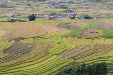 Yağmur mevsiminde Mu Cang Chai, Vietnam 'da yeşil teraslı pirinç tarlaları.