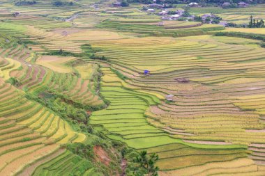 Yağmur mevsiminde Mu Cang Chai, Vietnam 'da yeşil teraslı pirinç tarlaları.