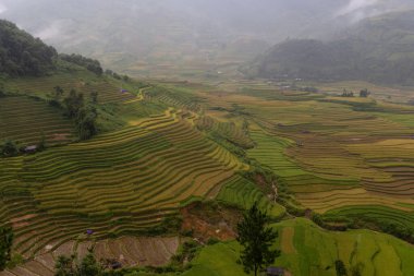 Yağmur mevsiminde Mu Cang Chai, Vietnam 'da yeşil teraslı pirinç tarlaları.