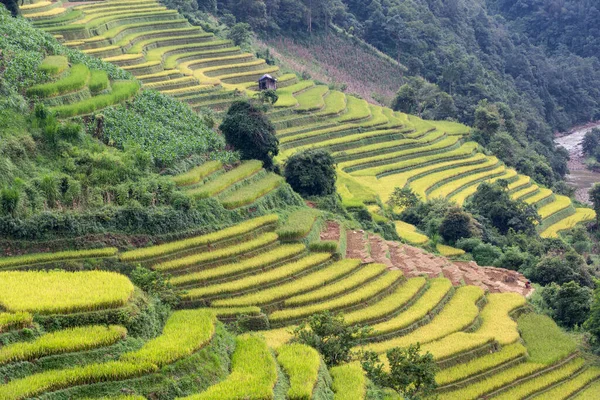 Zelená Terasová Rýžová Pole Období Dešťů Cang Chai Vietnam — Stock fotografie