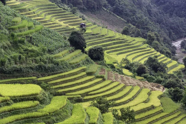 Yağmur mevsiminde Mu Cang Chai, Vietnam 'da yeşil teraslı pirinç tarlaları.