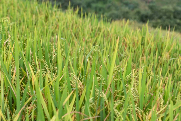 Green Terraced Rice Fields Rainy Season Cang Chai Vietnam — Stock Photo, Image