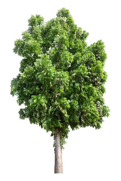 Велике Зелене Дерево Ізольовано Білому Тлі Відсічний Контур — стокове фото