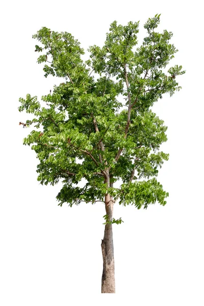 Velký Zelený Strom Izolován Bílém Pozadí Cesta Oříznutí — Stock fotografie