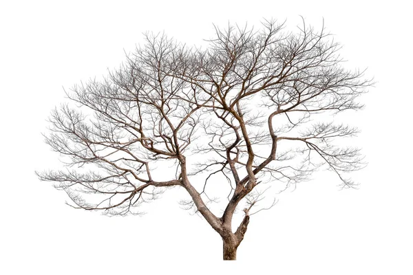 Мертвое Дерево Изолированное Белом Фоне Обрезка Пути — стоковое фото