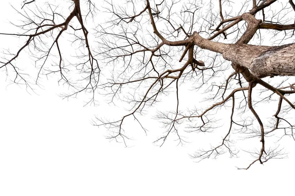 Ветки Мёртвого Дерева Изолированные Белом Фоне Отрезающие Путь — стоковое фото
