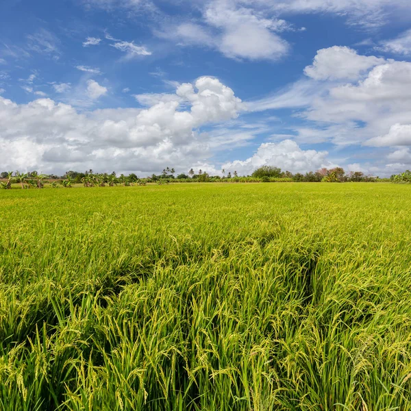 バンコクの近くのエリアに緑のフィールドと農村部の自然の美しい景色 青空を背景に ノンタブリ — ストック写真