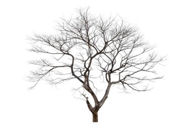 Beyaz arkaplanda izole edilmiş ölü ağaç, kırpma yolu