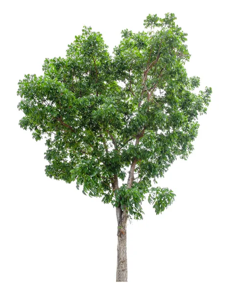 Großer Grüner Baum Steht Isoliert Auf Weißem Hintergrund Schneidpfad — Stockfoto