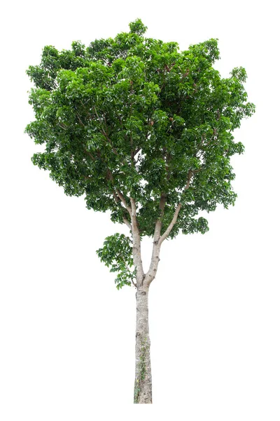 Grande Árvore Verde Isolado Fundo Branco Caminho Recorte — Fotografia de Stock