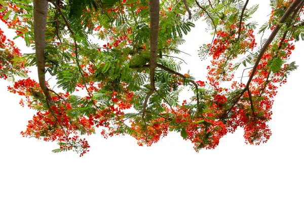 Bellissimo Albero Tropicale Fiore Isolato Uno Sfondo Bianco Percorso Ritaglio — Foto Stock