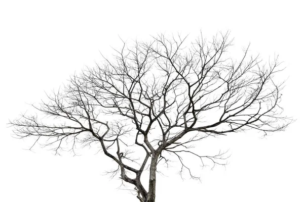 Мертвое Дерево Изолированное Белом Фоне Обрезка Пути — стоковое фото