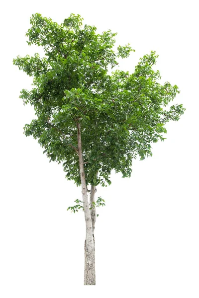 Grande Árvore Verde Isolado Fundo Branco Caminho Recorte — Fotografia de Stock
