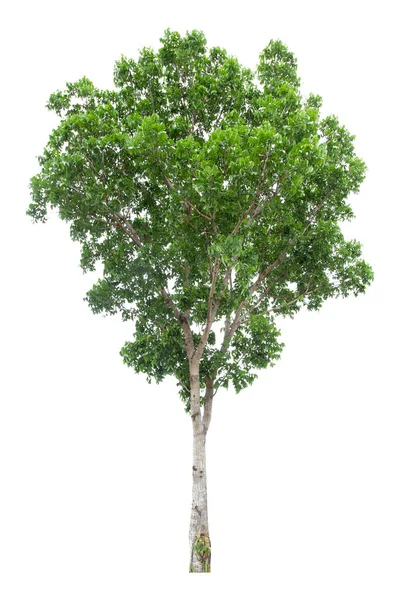 Stora Gröna Träd Isolerad Vit Bakgrund Klippväg — Stockfoto