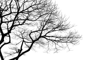 Beyaz arka planda izole edilmiş ölü bir ağacın dalları, kırpma yolu