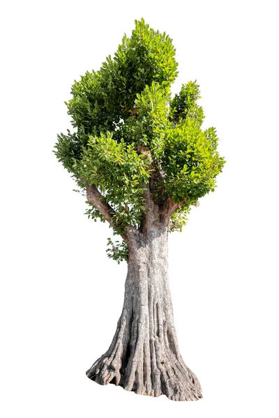 Big Green Tree Isolated White Background Clipping Path — Stock Photo, Image