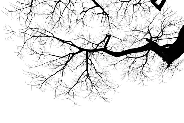 Twigs Dead Tree Isolated White Background Clipping Path — Stock Photo, Image