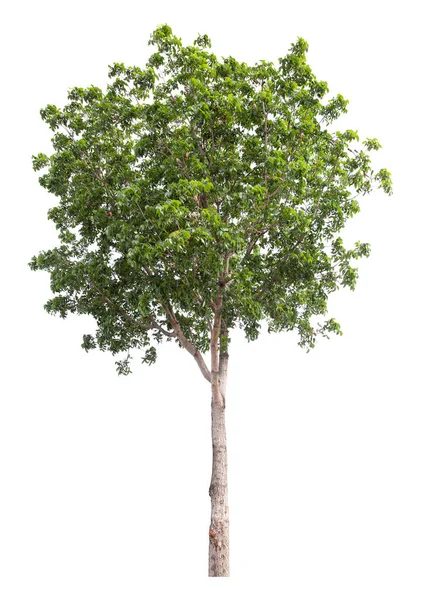 Großer Grüner Baum Steht Isoliert Auf Weißem Hintergrund Schneidpfad — Stockfoto