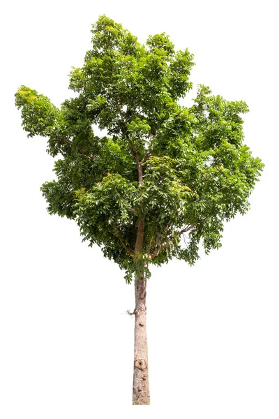 Árbol Verde Grande Está Aislado Sobre Fondo Blanco Camino Recorte — Foto de Stock