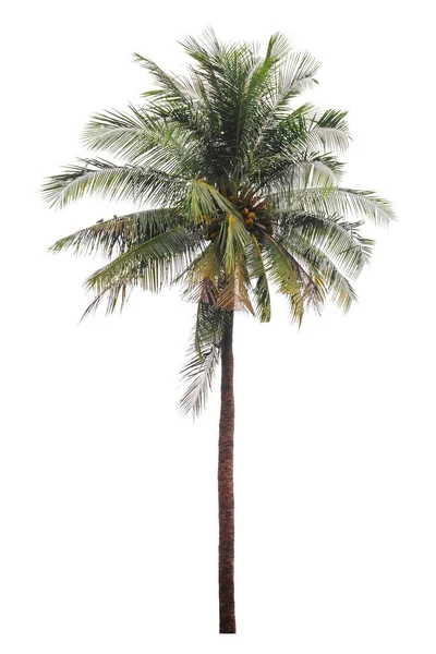 Кокосова Пальма Ізольована Білому Тлі Відсічний Контур — стокове фото
