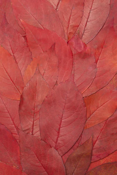 Red leaves background — Stock Photo, Image