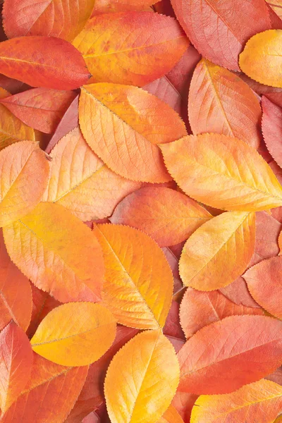 Color autumnal leaves background — Stock Photo, Image