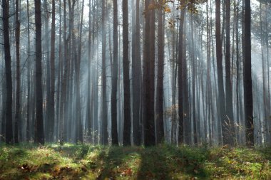 sulama olabilir kullanan genç kadın