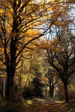 ormanda sonbahar ağacı