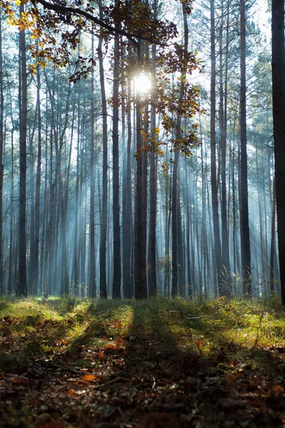 Sunbeams in forest — Stock Photo, Image