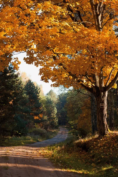 フォレスト内の紅葉の木 — ストック写真