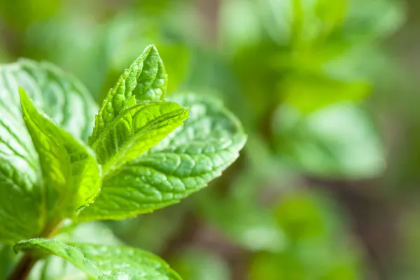 Peppermint — Stock Photo, Image