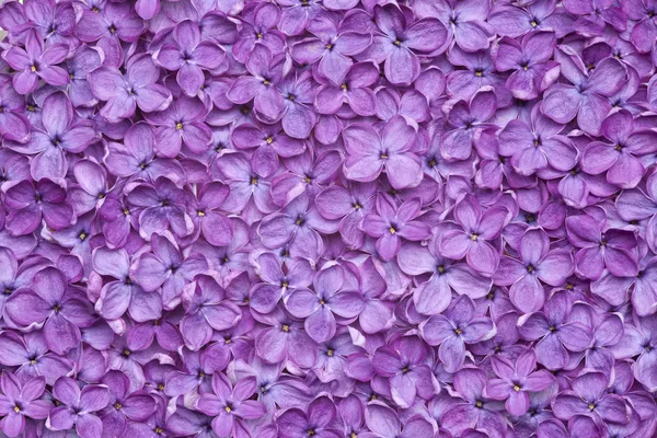 Viola lilla fiore sfondo — Foto Stock