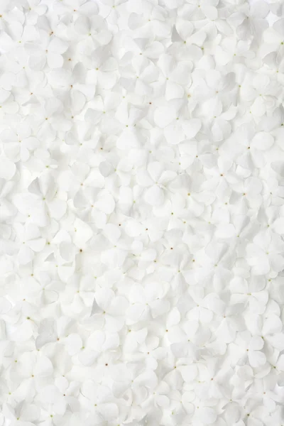 White flower background — Stock Photo, Image