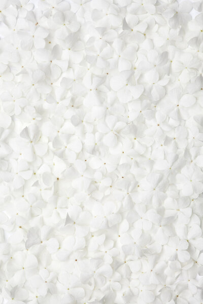 white flower background