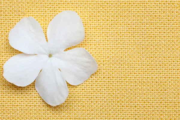 White flower in yellow background — Stock Photo, Image