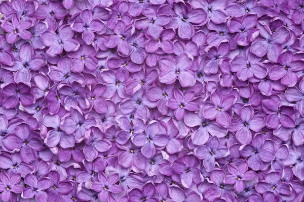 Fioletowy kwiat bzu tło Zdjęcie Stockowe