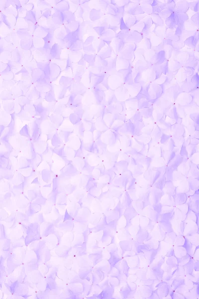 Fundo flor violeta — Fotografia de Stock