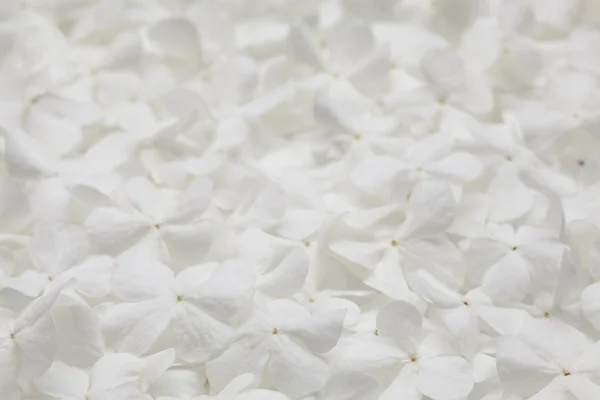 White flower background — Stock Photo, Image