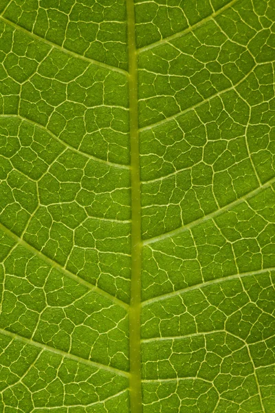 Tree leaf green background — Stock Photo, Image