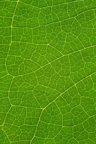 Tree leaf background — Stock Photo, Image