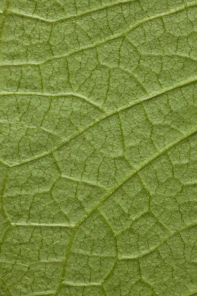 Tree leaf green background — Stock Photo, Image